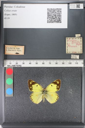 Media type: image;   Entomology 125289